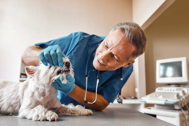 Best 24-Hour Emergency Dentist in Governors Clu, NC